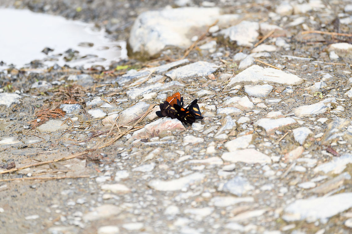 Butterflies attracted to salt, La Planada Nature Reserve, Colombia A hyper-concentrated cluster of butterflies. Something salty happened here. Colombia,Colombia 2018,Colombia South,Fall,Geotagged,La Planada Nature Reserve,South America