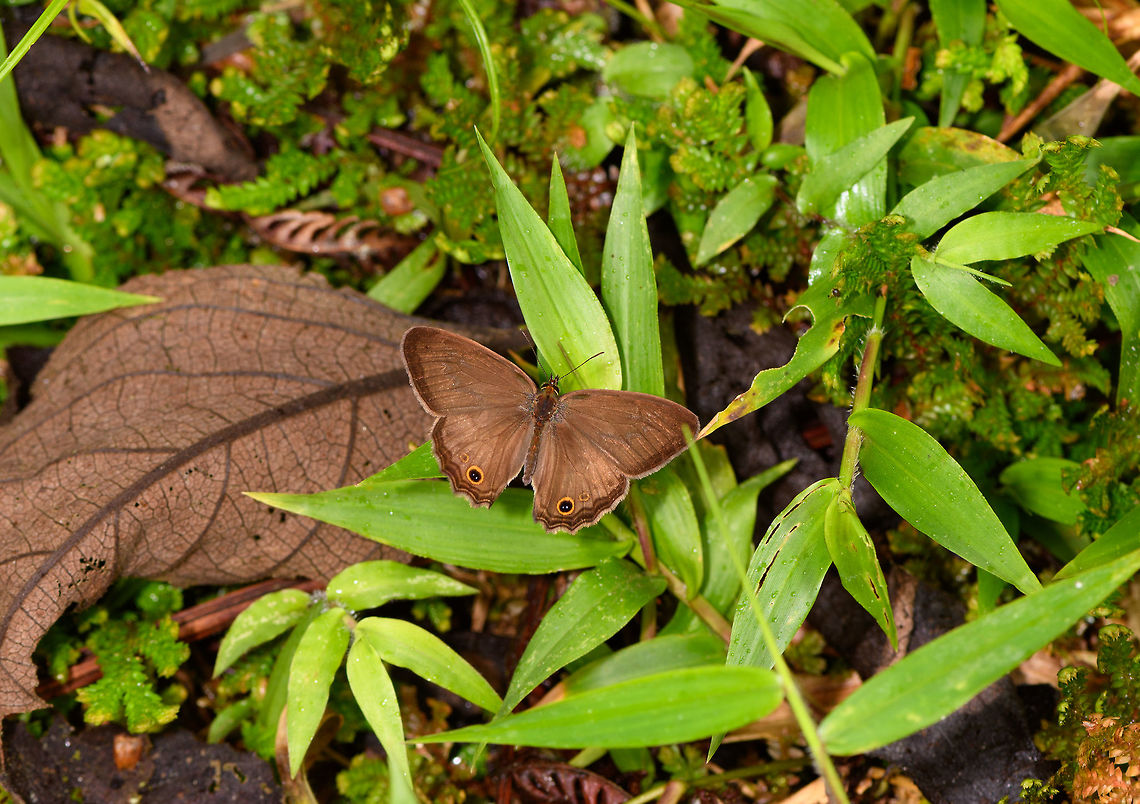 Felder's Ringlet, La Planada Nature Reserve, Colombia Found absorbing sun light at the forest floor. Colombia,Colombia 2018,Colombia South,Euptychoides griphe,Felder's Ringlet,La Planada Nature Reserve,South America