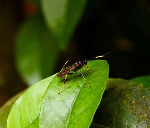 Parasitoid wasp, La Planada Nature Reserve, Colombia Black body, yellow legs with black bands, yellow bands on black antennae. Colombia,Colombia 2018,Colombia South,Fall,Geotagged,La Planada Nature Reserve,South America