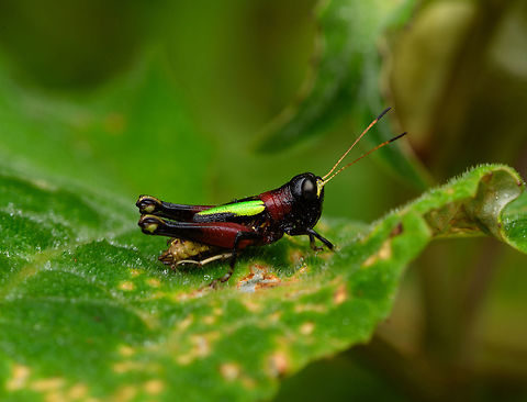 Megacheilacris sp., La Planada Nature Reserve, Colombia  Colombia,Colombia 2018,Colombia South,Fall,Geotagged,La Planada Nature Reserve,South America