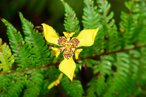 Neomarica longifolia, La Planada Nature Reserve, Colombia From the Neomarica genus (walking iris). Species in this genus produce large, very fragrant flowers that last only very shortly, typically a mere 18 hours. Colombia,Colombia 2018,Colombia South,Fall,Geotagged,La Planada Nature Reserve,Neomarica longifolia,South America