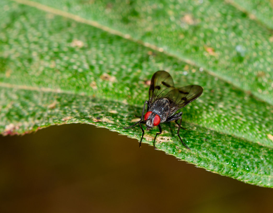 Flesh fly, La Planada Nature Reserve, Colombia  Colombia,Colombia 2018,Colombia South,Fall,Geotagged,La Planada Nature Reserve,South America