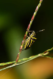 Mormidea triangularis, La Planada Nature Reserve, Colombia  Colombia,Colombia 2018,Colombia South,La Planada Nature Reserve,Mormidea triangularis,South America