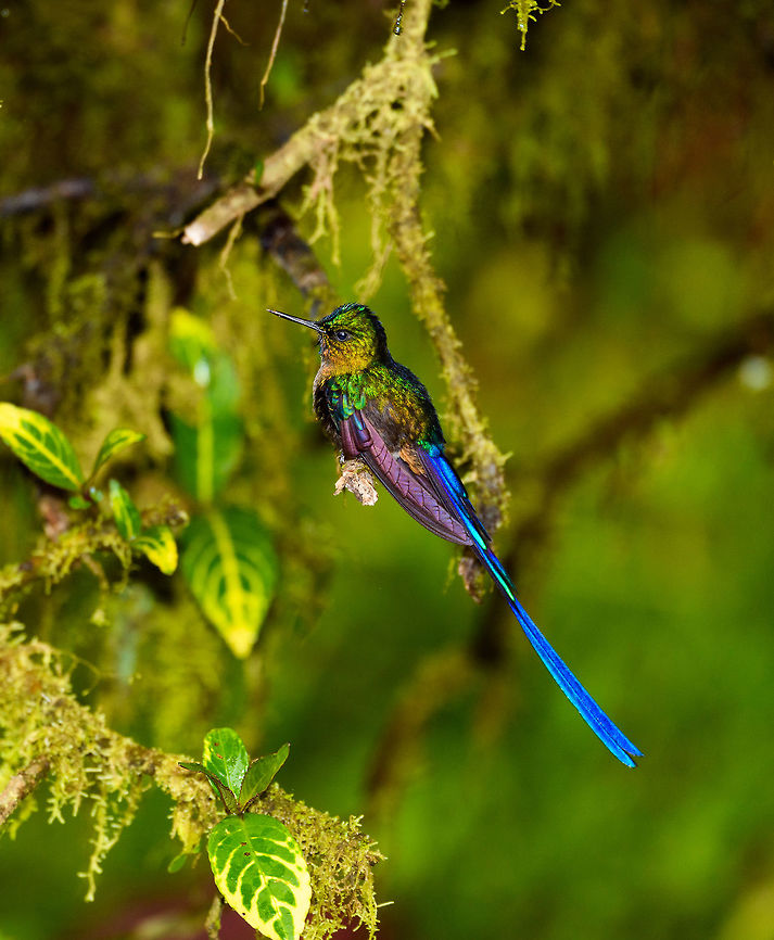 Long-tailed sylph - 1, La Planada Nature Reserve, Colombia Our 2nd day in La Planada Nature Reserve, which was our only full day in the reserve, was full of challenges. The morning hike brought an interesting set of birds, yet conditions were challenging. After lunch, extremely heavy, deafening rain set in and continued for pretty much the entire afternoon. <br />
<br />
We retreated to our private lodge. For hours on end, I did absolutely nothing at all, a rarity in my life. I just sat at the porch overseeing the bushes in front of it, whilst Henriette went inside to read a book. Its throughout this long sit at the porch that I noticed an interesting interval.<br />
<br />
Hugo the Hummingbird, a male Long-tailed sylph, we had seen before around the lodges of the reserve. In this heavy never-ending rain I noticed it would attend a fruit tree directly in front of me, every 20 minutes or so. Not to feed, instead to dry and clean its feathers. It would pick the same dry branch of the tree every single time, and spend about a minute there. Most hummingbirds cannot stop feeding just because it rains, so they are stuck in this perpetual cycle of feeding and drying wings. <br />
<br />
So here&#039;s a few shots of Hugo, a 4K video, and an over-the-top drama glitter edit.<br />
<br />
<section class="video"><iframe width="448" height="282" src="https://www.youtube-nocookie.com/embed/DwKe5RWbs3U?hd=1&autoplay=0&rel=0" frameborder="0" allowfullscreen></iframe></section><br />
<br />
<figure class="photo"><a href="https://www.jungledragon.com/image/76839/long-tailed_sylph_-_2_la_planada_nature_reserve_colombia.html" title="Long-tailed sylph - 2, La Planada Nature Reserve, Colombia"><img src="https://s3.amazonaws.com/media.jungledragon.com/images/2/76839_thumb.jpg?AWSAccessKeyId=05GMT0V3GWVNE7GGM1R2&Expires=1759968010&Signature=iLewDQ67JVoS2QaL2Dsagzko60w%3D" width="200" height="134" alt="Long-tailed sylph - 2, La Planada Nature Reserve, Colombia Our 2nd day in La Planada Nature Reserve, which was our only full day in the reserve, was full of challenges. The morning hike brought an interesting set of birds, yet conditions were challenging. After lunch, extremely heavy, deafening rain set in and continued for pretty much the entire afternoon. <br />
<br />
We retreated to our private lodge. For hours on end, I did absolutely nothing at all, a rarity in my life. I just sat at the porch overseeing the bushes in front of it, whilst Henriette went inside to read a book. Its throughout this long sit at the porch that I noticed an interesting interval.<br />
<br />
Hugo the Hummingbird, a male Long-tailed sylph, we had seen before around the lodges of the reserve. In this heavy never-ending rain I noticed it would attend a fruit tree directly in front of me, every 20 minutes or so. Not to feed, instead to dry and clean its feathers. It would pick the same dry branch of the tree every single time, and spend about a minute there. Most hummingbirds cannot stop feeding just because it rains, so they are stuck in this perpetual cycle of feeding and drying wings. <br />
<br />
So here&#039;s a few shots of Hugo, a 4K video, and an over-the-top drama glitter edit.<br />
<br />
https://www.youtube.com/watch?v=DwKe5RWbs3U<br />
<br />
https://www.jungledragon.com/image/76837/long-tailed_sylph_-_1_la_planada_nature_reserve_colombia.html<br />
https://www.jungledragon.com/image/76840/long-tailed_sylph_-_3_la_planada_nature_reserve_colombia.html<br />
https://www.jungledragon.com/image/76838/long-tailed_sylph_-_glitter_bonus_la_planada_nature_reserve_colombia.html Aglaiocercus kingii,Colombia,Colombia 2018,Colombia South,La Planada Nature Reserve,Long-tailed sylph,South America" /></a></figure><br />
<figure class="photo"><a href="https://www.jungledragon.com/image/76840/long-tailed_sylph_-_3_la_planada_nature_reserve_colombia.html" title="Long-tailed sylph - 3, La Planada Nature Reserve, Colombia"><img src="https://s3.amazonaws.com/media.jungledragon.com/images/2/76840_thumb.jpg?AWSAccessKeyId=05GMT0V3GWVNE7GGM1R2&Expires=1759968010&Signature=SC0KmyKeO%2F4pTLQnlWEpbCEFBGs%3D" width="200" height="174" alt="Long-tailed sylph - 3, La Planada Nature Reserve, Colombia Our 2nd day in La Planada Nature Reserve, which was our only full day in the reserve, was full of challenges. The morning hike brought an interesting set of birds, yet conditions were challenging. After lunch, extremely heavy, deafening rain set in and continued for pretty much the entire afternoon. <br />
<br />
We retreated to our private lodge. For hours on end, I did absolutely nothing at all, a rarity in my life. I just sat at the porch overseeing the bushes in front of it, whilst Henriette went inside to read a book. Its throughout this long sit at the porch that I noticed an interesting interval.<br />
<br />
Hugo the Hummingbird, a male Long-tailed sylph, we had seen before around the lodges of the reserve. In this heavy never-ending rain I noticed it would attend a fruit tree directly in front of me, every 20 minutes or so. Not to feed, instead to dry and clean its feathers. It would pick the same dry branch of the tree every single time, and spend about a minute there. Most hummingbirds cannot stop feeding just because it rains, so they are stuck in this perpetual cycle of feeding and drying wings. <br />
<br />
So here&#039;s a few shots of Hugo, a 4K video, and an over-the-top drama glitter edit.<br />
<br />
https://www.youtube.com/watch?v=DwKe5RWbs3U<br />
<br />
https://www.jungledragon.com/image/76837/long-tailed_sylph_-_1_la_planada_nature_reserve_colombia.html<br />
https://www.jungledragon.com/image/76839/long-tailed_sylph_-_2_la_planada_nature_reserve_colombia.html<br />
https://www.jungledragon.com/image/76838/long-tailed_sylph_-_glitter_bonus_la_planada_nature_reserve_colombia.html Aglaiocercus kingii,Colombia,Colombia 2018,Colombia South,La Planada Nature Reserve,Long-tailed sylph,South America" /></a></figure><br />
<figure class="photo"><a href="https://www.jungledragon.com/image/76838/long-tailed_sylph_-_glitter_bonus_la_planada_nature_reserve_colombia.html" title="Long-tailed sylph - glitter bonus, La Planada Nature Reserve, Colombia"><img src="https://s3.amazonaws.com/media.jungledragon.com/images/2/76838_thumb.jpg?AWSAccessKeyId=05GMT0V3GWVNE7GGM1R2&Expires=1759968010&Signature=pWfksDxT2%2FhrHpsPZDxhcS3sbPE%3D" width="200" height="178" alt="Long-tailed sylph - glitter bonus, La Planada Nature Reserve, Colombia Our 2nd day in La Planada Nature Reserve, which was our only full day in the reserve, was full of challenges. The morning hike brought an interesting set of birds, yet conditions were challenging. After lunch, extremely heavy, deafening rain set in and continued for pretty much the entire afternoon. <br />
<br />
We retreated to our private lodge. For hours on end, I did absolutely nothing at all, a rarity in my life. I just sat at the porch overseeing the bushes in front of it, whilst Henriette went inside to read a book. Its throughout this long sit at the porch that I noticed an interesting interval.<br />
<br />
Hugo the Hummingbird, a male Long-tailed sylph, we had seen before around the lodges of the reserve. In this heavy never-ending rain I noticed it would attend a fruit tree directly in front of me, every 20 minutes or so. Not to feed, instead to dry and clean its feathers. It would pick the same dry branch of the tree every single time, and spend about a minute there. Most hummingbirds cannot stop feeding just because it rains, so they are stuck in this perpetual cycle of feeding and drying wings. <br />
<br />
So here&#039;s a few shots of Hugo, a 4K video, and an over-the-top drama glitter edit.<br />
<br />
https://www.youtube.com/watch?v=DwKe5RWbs3U<br />
<br />
https://www.jungledragon.com/image/76837/long-tailed_sylph_-_1_la_planada_nature_reserve_colombia.html<br />
https://www.jungledragon.com/image/76839/long-tailed_sylph_-_2_la_planada_nature_reserve_colombia.html<br />
https://www.jungledragon.com/image/76840/long-tailed_sylph_-_3_la_planada_nature_reserve_colombia.html Aglaiocercus kingii,Colombia,Colombia 2018,Colombia South,La Planada Nature Reserve,Long-tailed sylph,South America" /></a></figure> Aglaiocercus kingii,Colombia,Colombia 2018,Colombia South,La Planada Nature Reserve,Long-tailed sylph,South America