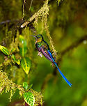 Long-tailed sylph - 1, La Planada Nature Reserve, Colombia Our 2nd day in La Planada Nature Reserve, which was our only full day in the reserve, was full of challenges. The morning hike brought an interesting set of birds, yet conditions were challenging. After lunch, extremely heavy, deafening rain set in and continued for pretty much the entire afternoon. <br />
<br />
We retreated to our private lodge. For hours on end, I did absolutely nothing at all, a rarity in my life. I just sat at the porch overseeing the bushes in front of it, whilst Henriette went inside to read a book. Its throughout this long sit at the porch that I noticed an interesting interval.<br />
<br />
Hugo the Hummingbird, a male Long-tailed sylph, we had seen before around the lodges of the reserve. In this heavy never-ending rain I noticed it would attend a fruit tree directly in front of me, every 20 minutes or so. Not to feed, instead to dry and clean its feathers. It would pick the same dry branch of the tree every single time, and spend about a minute there. Most hummingbirds cannot stop feeding just because it rains, so they are stuck in this perpetual cycle of feeding and drying wings. <br />
<br />
So here's a few shots of Hugo, a 4K video, and an over-the-top drama glitter edit.<br />
<br />
https://www.youtube.com/watch?v=DwKe5RWbs3U<br />
<br />
https://www.jungledragon.com/image/76839/long-tailed_sylph_-_2_la_planada_nature_reserve_colombia.html<br />
https://www.jungledragon.com/image/76840/long-tailed_sylph_-_3_la_planada_nature_reserve_colombia.html<br />
https://www.jungledragon.com/image/76838/long-tailed_sylph_-_glitter_bonus_la_planada_nature_reserve_colombia.html Aglaiocercus kingii,Colombia,Colombia 2018,Colombia South,La Planada Nature Reserve,Long-tailed sylph,South America