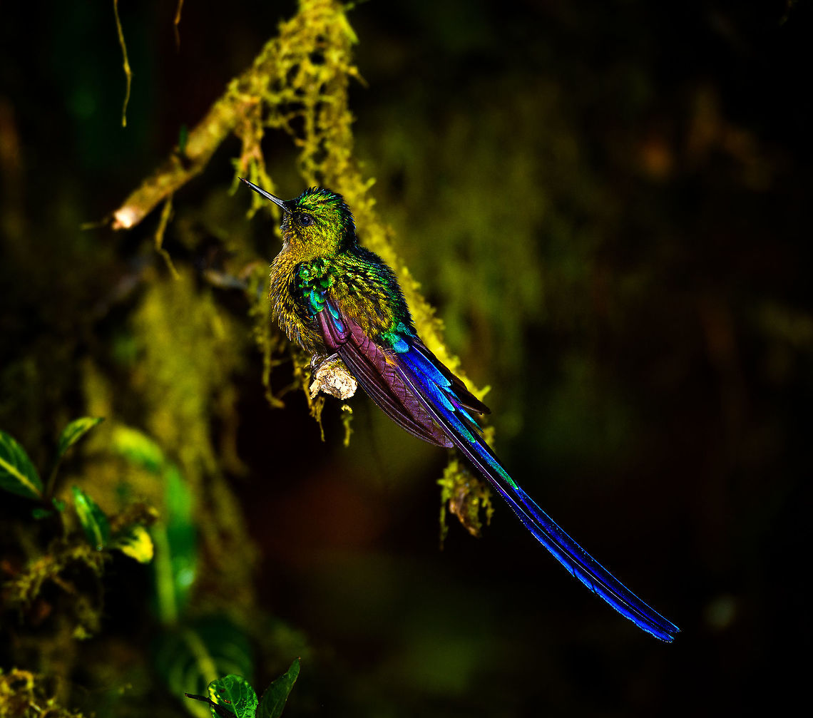 Long-tailed sylph - glitter bonus, La Planada Nature Reserve, Colombia Our 2nd day in La Planada Nature Reserve, which was our only full day in the reserve, was full of challenges. The morning hike brought an interesting set of birds, yet conditions were challenging. After lunch, extremely heavy, deafening rain set in and continued for pretty much the entire afternoon. <br />
<br />
We retreated to our private lodge. For hours on end, I did absolutely nothing at all, a rarity in my life. I just sat at the porch overseeing the bushes in front of it, whilst Henriette went inside to read a book. Its throughout this long sit at the porch that I noticed an interesting interval.<br />
<br />
Hugo the Hummingbird, a male Long-tailed sylph, we had seen before around the lodges of the reserve. In this heavy never-ending rain I noticed it would attend a fruit tree directly in front of me, every 20 minutes or so. Not to feed, instead to dry and clean its feathers. It would pick the same dry branch of the tree every single time, and spend about a minute there. Most hummingbirds cannot stop feeding just because it rains, so they are stuck in this perpetual cycle of feeding and drying wings. <br />
<br />
So here's a few shots of Hugo, a 4K video, and an over-the-top drama glitter edit.<br />
<br />
<section class="video"><iframe width="448" height="282" src="https://www.youtube-nocookie.com/embed/DwKe5RWbs3U?hd=1&autoplay=0&rel=0" frameborder="0" allowfullscreen></iframe></section><br />
<br />
<figure class="photo"><a href="https://www.jungledragon.com/image/76837/long-tailed_sylph_-_1_la_planada_nature_reserve_colombia.html" title="Long-tailed sylph - 1, La Planada Nature Reserve, Colombia"><img src="https://s3.amazonaws.com/media.jungledragon.com/images/2/76837_thumb.jpg?AWSAccessKeyId=05GMT0V3GWVNE7GGM1R2&Expires=1770854410&Signature=vaW869jcb8C9%2Fb8zwQxqziZ5lVw%3D" width="126" height="152" alt="Long-tailed sylph - 1, La Planada Nature Reserve, Colombia Our 2nd day in La Planada Nature Reserve, which was our only full day in the reserve, was full of challenges. The morning hike brought an interesting set of birds, yet conditions were challenging. After lunch, extremely heavy, deafening rain set in and continued for pretty much the entire afternoon. <br />
<br />
We retreated to our private lodge. For hours on end, I did absolutely nothing at all, a rarity in my life. I just sat at the porch overseeing the bushes in front of it, whilst Henriette went inside to read a book. Its throughout this long sit at the porch that I noticed an interesting interval.<br />
<br />
Hugo the Hummingbird, a male Long-tailed sylph, we had seen before around the lodges of the reserve. In this heavy never-ending rain I noticed it would attend a fruit tree directly in front of me, every 20 minutes or so. Not to feed, instead to dry and clean its feathers. It would pick the same dry branch of the tree every single time, and spend about a minute there. Most hummingbirds cannot stop feeding just because it rains, so they are stuck in this perpetual cycle of feeding and drying wings. <br />
<br />
So here's a few shots of Hugo, a 4K video, and an over-the-top drama glitter edit.<br />
<br />
https://www.youtube.com/watch?v=DwKe5RWbs3U<br />
<br />
https://www.jungledragon.com/image/76839/long-tailed_sylph_-_2_la_planada_nature_reserve_colombia.html<br />
https://www.jungledragon.com/image/76840/long-tailed_sylph_-_3_la_planada_nature_reserve_colombia.html<br />
https://www.jungledragon.com/image/76838/long-tailed_sylph_-_glitter_bonus_la_planada_nature_reserve_colombia.html Aglaiocercus kingii,Colombia,Colombia 2018,Colombia South,La Planada Nature Reserve,Long-tailed sylph,South America" /></a></figure><br />
<figure class="photo"><a href="https://www.jungledragon.com/image/76839/long-tailed_sylph_-_2_la_planada_nature_reserve_colombia.html" title="Long-tailed sylph - 2, La Planada Nature Reserve, Colombia"><img src="https://s3.amazonaws.com/media.jungledragon.com/images/2/76839_thumb.jpg?AWSAccessKeyId=05GMT0V3GWVNE7GGM1R2&Expires=1770854410&Signature=ok4%2FAttiJrvmGWMSLRunsxWRLJI%3D" width="200" height="134" alt="Long-tailed sylph - 2, La Planada Nature Reserve, Colombia Our 2nd day in La Planada Nature Reserve, which was our only full day in the reserve, was full of challenges. The morning hike brought an interesting set of birds, yet conditions were challenging. After lunch, extremely heavy, deafening rain set in and continued for pretty much the entire afternoon. <br />
<br />
We retreated to our private lodge. For hours on end, I did absolutely nothing at all, a rarity in my life. I just sat at the porch overseeing the bushes in front of it, whilst Henriette went inside to read a book. Its throughout this long sit at the porch that I noticed an interesting interval.<br />
<br />
Hugo the Hummingbird, a male Long-tailed sylph, we had seen before around the lodges of the reserve. In this heavy never-ending rain I noticed it would attend a fruit tree directly in front of me, every 20 minutes or so. Not to feed, instead to dry and clean its feathers. It would pick the same dry branch of the tree every single time, and spend about a minute there. Most hummingbirds cannot stop feeding just because it rains, so they are stuck in this perpetual cycle of feeding and drying wings. <br />
<br />
So here's a few shots of Hugo, a 4K video, and an over-the-top drama glitter edit.<br />
<br />
https://www.youtube.com/watch?v=DwKe5RWbs3U<br />
<br />
https://www.jungledragon.com/image/76837/long-tailed_sylph_-_1_la_planada_nature_reserve_colombia.html<br />
https://www.jungledragon.com/image/76840/long-tailed_sylph_-_3_la_planada_nature_reserve_colombia.html<br />
https://www.jungledragon.com/image/76838/long-tailed_sylph_-_glitter_bonus_la_planada_nature_reserve_colombia.html Aglaiocercus kingii,Colombia,Colombia 2018,Colombia South,La Planada Nature Reserve,Long-tailed sylph,South America" /></a></figure><br />
<figure class="photo"><a href="https://www.jungledragon.com/image/76840/long-tailed_sylph_-_3_la_planada_nature_reserve_colombia.html" title="Long-tailed sylph - 3, La Planada Nature Reserve, Colombia"><img src="https://s3.amazonaws.com/media.jungledragon.com/images/2/76840_thumb.jpg?AWSAccessKeyId=05GMT0V3GWVNE7GGM1R2&Expires=1770854410&Signature=225YDD%2FGMKHyfbXzBEjEg1ye%2FPI%3D" width="200" height="174" alt="Long-tailed sylph - 3, La Planada Nature Reserve, Colombia Our 2nd day in La Planada Nature Reserve, which was our only full day in the reserve, was full of challenges. The morning hike brought an interesting set of birds, yet conditions were challenging. After lunch, extremely heavy, deafening rain set in and continued for pretty much the entire afternoon. <br />
<br />
We retreated to our private lodge. For hours on end, I did absolutely nothing at all, a rarity in my life. I just sat at the porch overseeing the bushes in front of it, whilst Henriette went inside to read a book. Its throughout this long sit at the porch that I noticed an interesting interval.<br />
<br />
Hugo the Hummingbird, a male Long-tailed sylph, we had seen before around the lodges of the reserve. In this heavy never-ending rain I noticed it would attend a fruit tree directly in front of me, every 20 minutes or so. Not to feed, instead to dry and clean its feathers. It would pick the same dry branch of the tree every single time, and spend about a minute there. Most hummingbirds cannot stop feeding just because it rains, so they are stuck in this perpetual cycle of feeding and drying wings. <br />
<br />
So here's a few shots of Hugo, a 4K video, and an over-the-top drama glitter edit.<br />
<br />
https://www.youtube.com/watch?v=DwKe5RWbs3U<br />
<br />
https://www.jungledragon.com/image/76837/long-tailed_sylph_-_1_la_planada_nature_reserve_colombia.html<br />
https://www.jungledragon.com/image/76839/long-tailed_sylph_-_2_la_planada_nature_reserve_colombia.html<br />
https://www.jungledragon.com/image/76838/long-tailed_sylph_-_glitter_bonus_la_planada_nature_reserve_colombia.html Aglaiocercus kingii,Colombia,Colombia 2018,Colombia South,La Planada Nature Reserve,Long-tailed sylph,South America" /></a></figure> Aglaiocercus kingii,Colombia,Colombia 2018,Colombia South,La Planada Nature Reserve,Long-tailed sylph,South America