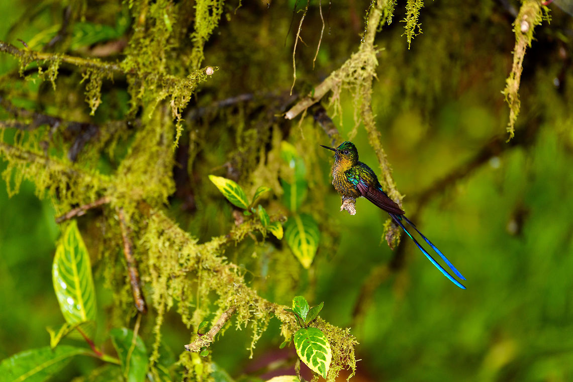 Long-tailed sylph - 2, La Planada Nature Reserve, Colombia Our 2nd day in La Planada Nature Reserve, which was our only full day in the reserve, was full of challenges. The morning hike brought an interesting set of birds, yet conditions were challenging. After lunch, extremely heavy, deafening rain set in and continued for pretty much the entire afternoon. <br />
<br />
We retreated to our private lodge. For hours on end, I did absolutely nothing at all, a rarity in my life. I just sat at the porch overseeing the bushes in front of it, whilst Henriette went inside to read a book. Its throughout this long sit at the porch that I noticed an interesting interval.<br />
<br />
Hugo the Hummingbird, a male Long-tailed sylph, we had seen before around the lodges of the reserve. In this heavy never-ending rain I noticed it would attend a fruit tree directly in front of me, every 20 minutes or so. Not to feed, instead to dry and clean its feathers. It would pick the same dry branch of the tree every single time, and spend about a minute there. Most hummingbirds cannot stop feeding just because it rains, so they are stuck in this perpetual cycle of feeding and drying wings. <br />
<br />
So here&#039;s a few shots of Hugo, a 4K video, and an over-the-top drama glitter edit.<br />
<br />
<section class="video"><iframe width="448" height="282" src="https://www.youtube-nocookie.com/embed/DwKe5RWbs3U?hd=1&autoplay=0&rel=0" frameborder="0" allowfullscreen></iframe></section><br />
<br />
<figure class="photo"><a href="https://www.jungledragon.com/image/76837/long-tailed_sylph_-_1_la_planada_nature_reserve_colombia.html" title="Long-tailed sylph - 1, La Planada Nature Reserve, Colombia"><img src="https://s3.amazonaws.com/media.jungledragon.com/images/2/76837_thumb.jpg?AWSAccessKeyId=05GMT0V3GWVNE7GGM1R2&Expires=1759968010&Signature=GpPJ7WysYXWoaETHzmAqw%2FSCL7k%3D" width="126" height="152" alt="Long-tailed sylph - 1, La Planada Nature Reserve, Colombia Our 2nd day in La Planada Nature Reserve, which was our only full day in the reserve, was full of challenges. The morning hike brought an interesting set of birds, yet conditions were challenging. After lunch, extremely heavy, deafening rain set in and continued for pretty much the entire afternoon. <br />
<br />
We retreated to our private lodge. For hours on end, I did absolutely nothing at all, a rarity in my life. I just sat at the porch overseeing the bushes in front of it, whilst Henriette went inside to read a book. Its throughout this long sit at the porch that I noticed an interesting interval.<br />
<br />
Hugo the Hummingbird, a male Long-tailed sylph, we had seen before around the lodges of the reserve. In this heavy never-ending rain I noticed it would attend a fruit tree directly in front of me, every 20 minutes or so. Not to feed, instead to dry and clean its feathers. It would pick the same dry branch of the tree every single time, and spend about a minute there. Most hummingbirds cannot stop feeding just because it rains, so they are stuck in this perpetual cycle of feeding and drying wings. <br />
<br />
So here&#039;s a few shots of Hugo, a 4K video, and an over-the-top drama glitter edit.<br />
<br />
https://www.youtube.com/watch?v=DwKe5RWbs3U<br />
<br />
https://www.jungledragon.com/image/76839/long-tailed_sylph_-_2_la_planada_nature_reserve_colombia.html<br />
https://www.jungledragon.com/image/76840/long-tailed_sylph_-_3_la_planada_nature_reserve_colombia.html<br />
https://www.jungledragon.com/image/76838/long-tailed_sylph_-_glitter_bonus_la_planada_nature_reserve_colombia.html Aglaiocercus kingii,Colombia,Colombia 2018,Colombia South,La Planada Nature Reserve,Long-tailed sylph,South America" /></a></figure><br />
<figure class="photo"><a href="https://www.jungledragon.com/image/76840/long-tailed_sylph_-_3_la_planada_nature_reserve_colombia.html" title="Long-tailed sylph - 3, La Planada Nature Reserve, Colombia"><img src="https://s3.amazonaws.com/media.jungledragon.com/images/2/76840_thumb.jpg?AWSAccessKeyId=05GMT0V3GWVNE7GGM1R2&Expires=1759968010&Signature=SC0KmyKeO%2F4pTLQnlWEpbCEFBGs%3D" width="200" height="174" alt="Long-tailed sylph - 3, La Planada Nature Reserve, Colombia Our 2nd day in La Planada Nature Reserve, which was our only full day in the reserve, was full of challenges. The morning hike brought an interesting set of birds, yet conditions were challenging. After lunch, extremely heavy, deafening rain set in and continued for pretty much the entire afternoon. <br />
<br />
We retreated to our private lodge. For hours on end, I did absolutely nothing at all, a rarity in my life. I just sat at the porch overseeing the bushes in front of it, whilst Henriette went inside to read a book. Its throughout this long sit at the porch that I noticed an interesting interval.<br />
<br />
Hugo the Hummingbird, a male Long-tailed sylph, we had seen before around the lodges of the reserve. In this heavy never-ending rain I noticed it would attend a fruit tree directly in front of me, every 20 minutes or so. Not to feed, instead to dry and clean its feathers. It would pick the same dry branch of the tree every single time, and spend about a minute there. Most hummingbirds cannot stop feeding just because it rains, so they are stuck in this perpetual cycle of feeding and drying wings. <br />
<br />
So here&#039;s a few shots of Hugo, a 4K video, and an over-the-top drama glitter edit.<br />
<br />
https://www.youtube.com/watch?v=DwKe5RWbs3U<br />
<br />
https://www.jungledragon.com/image/76837/long-tailed_sylph_-_1_la_planada_nature_reserve_colombia.html<br />
https://www.jungledragon.com/image/76839/long-tailed_sylph_-_2_la_planada_nature_reserve_colombia.html<br />
https://www.jungledragon.com/image/76838/long-tailed_sylph_-_glitter_bonus_la_planada_nature_reserve_colombia.html Aglaiocercus kingii,Colombia,Colombia 2018,Colombia South,La Planada Nature Reserve,Long-tailed sylph,South America" /></a></figure><br />
<figure class="photo"><a href="https://www.jungledragon.com/image/76838/long-tailed_sylph_-_glitter_bonus_la_planada_nature_reserve_colombia.html" title="Long-tailed sylph - glitter bonus, La Planada Nature Reserve, Colombia"><img src="https://s3.amazonaws.com/media.jungledragon.com/images/2/76838_thumb.jpg?AWSAccessKeyId=05GMT0V3GWVNE7GGM1R2&Expires=1759968010&Signature=pWfksDxT2%2FhrHpsPZDxhcS3sbPE%3D" width="200" height="178" alt="Long-tailed sylph - glitter bonus, La Planada Nature Reserve, Colombia Our 2nd day in La Planada Nature Reserve, which was our only full day in the reserve, was full of challenges. The morning hike brought an interesting set of birds, yet conditions were challenging. After lunch, extremely heavy, deafening rain set in and continued for pretty much the entire afternoon. <br />
<br />
We retreated to our private lodge. For hours on end, I did absolutely nothing at all, a rarity in my life. I just sat at the porch overseeing the bushes in front of it, whilst Henriette went inside to read a book. Its throughout this long sit at the porch that I noticed an interesting interval.<br />
<br />
Hugo the Hummingbird, a male Long-tailed sylph, we had seen before around the lodges of the reserve. In this heavy never-ending rain I noticed it would attend a fruit tree directly in front of me, every 20 minutes or so. Not to feed, instead to dry and clean its feathers. It would pick the same dry branch of the tree every single time, and spend about a minute there. Most hummingbirds cannot stop feeding just because it rains, so they are stuck in this perpetual cycle of feeding and drying wings. <br />
<br />
So here&#039;s a few shots of Hugo, a 4K video, and an over-the-top drama glitter edit.<br />
<br />
https://www.youtube.com/watch?v=DwKe5RWbs3U<br />
<br />
https://www.jungledragon.com/image/76837/long-tailed_sylph_-_1_la_planada_nature_reserve_colombia.html<br />
https://www.jungledragon.com/image/76839/long-tailed_sylph_-_2_la_planada_nature_reserve_colombia.html<br />
https://www.jungledragon.com/image/76840/long-tailed_sylph_-_3_la_planada_nature_reserve_colombia.html Aglaiocercus kingii,Colombia,Colombia 2018,Colombia South,La Planada Nature Reserve,Long-tailed sylph,South America" /></a></figure> Aglaiocercus kingii,Colombia,Colombia 2018,Colombia South,La Planada Nature Reserve,Long-tailed sylph,South America