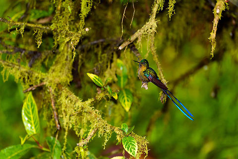 Long-tailed sylph - 2, La Planada Nature Reserve, Colombia Our 2nd day in La Planada Nature Reserve, which was our only full day in the reserve, was full of challenges. The morning hike brought an interesting set of birds, yet conditions were challenging. After lunch, extremely heavy, deafening rain set in and continued for pretty much the entire afternoon. 

We retreated to our private lodge. For hours on end, I did absolutely nothing at all, a rarity in my life. I just sat at the porch overseeing the bushes in front of it, whilst Henriette went inside to read a book. Its throughout this long sit at the porch that I noticed an interesting interval.

Hugo the Hummingbird, a male Long-tailed sylph, we had seen before around the lodges of the reserve. In this heavy never-ending rain I noticed it would attend a fruit tree directly in front of me, every 20 minutes or so. Not to feed, instead to dry and clean its feathers. It would pick the same dry branch of the tree every single time, and spend about a minute there. Most hummingbirds cannot stop feeding just because it rains, so they are stuck in this perpetual cycle of feeding and drying wings. 

So here's a few shots of Hugo, a 4K video, and an over-the-top drama glitter edit.

https://www.youtube.com/watch?v=DwKe5RWbs3U

https://www.jungledragon.com/image/76837/long-tailed_sylph_-_1_la_planada_nature_reserve_colombia.html
https://www.jungledragon.com/image/76840/long-tailed_sylph_-_3_la_planada_nature_reserve_colombia.html
https://www.jungledragon.com/image/76838/long-tailed_sylph_-_glitter_bonus_la_planada_nature_reserve_colombia.html Aglaiocercus kingii,Colombia,Colombia 2018,Colombia South,La Planada Nature Reserve,Long-tailed sylph,South America