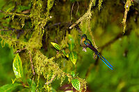 Long-tailed sylph - 2, La Planada Nature Reserve, Colombia Our 2nd day in La Planada Nature Reserve, which was our only full day in the reserve, was full of challenges. The morning hike brought an interesting set of birds, yet conditions were challenging. After lunch, extremely heavy, deafening rain set in and continued for pretty much the entire afternoon. <br />
<br />
We retreated to our private lodge. For hours on end, I did absolutely nothing at all, a rarity in my life. I just sat at the porch overseeing the bushes in front of it, whilst Henriette went inside to read a book. Its throughout this long sit at the porch that I noticed an interesting interval.<br />
<br />
Hugo the Hummingbird, a male Long-tailed sylph, we had seen before around the lodges of the reserve. In this heavy never-ending rain I noticed it would attend a fruit tree directly in front of me, every 20 minutes or so. Not to feed, instead to dry and clean its feathers. It would pick the same dry branch of the tree every single time, and spend about a minute there. Most hummingbirds cannot stop feeding just because it rains, so they are stuck in this perpetual cycle of feeding and drying wings. <br />
<br />
So here's a few shots of Hugo, a 4K video, and an over-the-top drama glitter edit.<br />
<br />
https://www.youtube.com/watch?v=DwKe5RWbs3U<br />
<br />
https://www.jungledragon.com/image/76837/long-tailed_sylph_-_1_la_planada_nature_reserve_colombia.html<br />
https://www.jungledragon.com/image/76840/long-tailed_sylph_-_3_la_planada_nature_reserve_colombia.html<br />
https://www.jungledragon.com/image/76838/long-tailed_sylph_-_glitter_bonus_la_planada_nature_reserve_colombia.html Aglaiocercus kingii,Colombia,Colombia 2018,Colombia South,La Planada Nature Reserve,Long-tailed sylph,South America