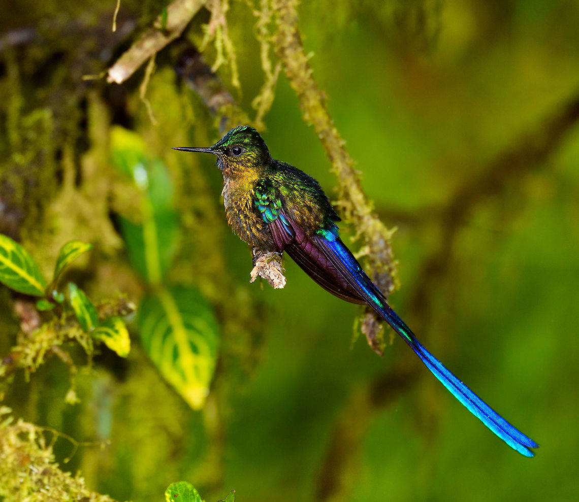 Long-tailed sylph - 3, La Planada Nature Reserve, Colombia Our 2nd day in La Planada Nature Reserve, which was our only full day in the reserve, was full of challenges. The morning hike brought an interesting set of birds, yet conditions were challenging. After lunch, extremely heavy, deafening rain set in and continued for pretty much the entire afternoon. <br />
<br />
We retreated to our private lodge. For hours on end, I did absolutely nothing at all, a rarity in my life. I just sat at the porch overseeing the bushes in front of it, whilst Henriette went inside to read a book. Its throughout this long sit at the porch that I noticed an interesting interval.<br />
<br />
Hugo the Hummingbird, a male Long-tailed sylph, we had seen before around the lodges of the reserve. In this heavy never-ending rain I noticed it would attend a fruit tree directly in front of me, every 20 minutes or so. Not to feed, instead to dry and clean its feathers. It would pick the same dry branch of the tree every single time, and spend about a minute there. Most hummingbirds cannot stop feeding just because it rains, so they are stuck in this perpetual cycle of feeding and drying wings. <br />
<br />
So here&#039;s a few shots of Hugo, a 4K video, and an over-the-top drama glitter edit.<br />
<br />
<section class="video"><iframe width="448" height="282" src="https://www.youtube-nocookie.com/embed/DwKe5RWbs3U?hd=1&autoplay=0&rel=0" frameborder="0" allowfullscreen></iframe></section><br />
<br />
<figure class="photo"><a href="https://www.jungledragon.com/image/76837/long-tailed_sylph_-_1_la_planada_nature_reserve_colombia.html" title="Long-tailed sylph - 1, La Planada Nature Reserve, Colombia"><img src="https://s3.amazonaws.com/media.jungledragon.com/images/2/76837_thumb.jpg?AWSAccessKeyId=05GMT0V3GWVNE7GGM1R2&Expires=1767225610&Signature=nDE2gekKd3UHDtq4Ttxm0wOKhW0%3D" width="126" height="152" alt="Long-tailed sylph - 1, La Planada Nature Reserve, Colombia Our 2nd day in La Planada Nature Reserve, which was our only full day in the reserve, was full of challenges. The morning hike brought an interesting set of birds, yet conditions were challenging. After lunch, extremely heavy, deafening rain set in and continued for pretty much the entire afternoon. <br />
<br />
We retreated to our private lodge. For hours on end, I did absolutely nothing at all, a rarity in my life. I just sat at the porch overseeing the bushes in front of it, whilst Henriette went inside to read a book. Its throughout this long sit at the porch that I noticed an interesting interval.<br />
<br />
Hugo the Hummingbird, a male Long-tailed sylph, we had seen before around the lodges of the reserve. In this heavy never-ending rain I noticed it would attend a fruit tree directly in front of me, every 20 minutes or so. Not to feed, instead to dry and clean its feathers. It would pick the same dry branch of the tree every single time, and spend about a minute there. Most hummingbirds cannot stop feeding just because it rains, so they are stuck in this perpetual cycle of feeding and drying wings. <br />
<br />
So here&#039;s a few shots of Hugo, a 4K video, and an over-the-top drama glitter edit.<br />
<br />
https://www.youtube.com/watch?v=DwKe5RWbs3U<br />
<br />
https://www.jungledragon.com/image/76839/long-tailed_sylph_-_2_la_planada_nature_reserve_colombia.html<br />
https://www.jungledragon.com/image/76840/long-tailed_sylph_-_3_la_planada_nature_reserve_colombia.html<br />
https://www.jungledragon.com/image/76838/long-tailed_sylph_-_glitter_bonus_la_planada_nature_reserve_colombia.html Aglaiocercus kingii,Colombia,Colombia 2018,Colombia South,La Planada Nature Reserve,Long-tailed sylph,South America" /></a></figure><br />
<figure class="photo"><a href="https://www.jungledragon.com/image/76839/long-tailed_sylph_-_2_la_planada_nature_reserve_colombia.html" title="Long-tailed sylph - 2, La Planada Nature Reserve, Colombia"><img src="https://s3.amazonaws.com/media.jungledragon.com/images/2/76839_thumb.jpg?AWSAccessKeyId=05GMT0V3GWVNE7GGM1R2&Expires=1767225610&Signature=8vSBcWZLH6ifazHyBgu6v9Qsr%2Fo%3D" width="200" height="134" alt="Long-tailed sylph - 2, La Planada Nature Reserve, Colombia Our 2nd day in La Planada Nature Reserve, which was our only full day in the reserve, was full of challenges. The morning hike brought an interesting set of birds, yet conditions were challenging. After lunch, extremely heavy, deafening rain set in and continued for pretty much the entire afternoon. <br />
<br />
We retreated to our private lodge. For hours on end, I did absolutely nothing at all, a rarity in my life. I just sat at the porch overseeing the bushes in front of it, whilst Henriette went inside to read a book. Its throughout this long sit at the porch that I noticed an interesting interval.<br />
<br />
Hugo the Hummingbird, a male Long-tailed sylph, we had seen before around the lodges of the reserve. In this heavy never-ending rain I noticed it would attend a fruit tree directly in front of me, every 20 minutes or so. Not to feed, instead to dry and clean its feathers. It would pick the same dry branch of the tree every single time, and spend about a minute there. Most hummingbirds cannot stop feeding just because it rains, so they are stuck in this perpetual cycle of feeding and drying wings. <br />
<br />
So here&#039;s a few shots of Hugo, a 4K video, and an over-the-top drama glitter edit.<br />
<br />
https://www.youtube.com/watch?v=DwKe5RWbs3U<br />
<br />
https://www.jungledragon.com/image/76837/long-tailed_sylph_-_1_la_planada_nature_reserve_colombia.html<br />
https://www.jungledragon.com/image/76840/long-tailed_sylph_-_3_la_planada_nature_reserve_colombia.html<br />
https://www.jungledragon.com/image/76838/long-tailed_sylph_-_glitter_bonus_la_planada_nature_reserve_colombia.html Aglaiocercus kingii,Colombia,Colombia 2018,Colombia South,La Planada Nature Reserve,Long-tailed sylph,South America" /></a></figure><br />
<figure class="photo"><a href="https://www.jungledragon.com/image/76838/long-tailed_sylph_-_glitter_bonus_la_planada_nature_reserve_colombia.html" title="Long-tailed sylph - glitter bonus, La Planada Nature Reserve, Colombia"><img src="https://s3.amazonaws.com/media.jungledragon.com/images/2/76838_thumb.jpg?AWSAccessKeyId=05GMT0V3GWVNE7GGM1R2&Expires=1767225610&Signature=qE6jdZ6M9ZmjWoMpJq4WCJDveG0%3D" width="200" height="178" alt="Long-tailed sylph - glitter bonus, La Planada Nature Reserve, Colombia Our 2nd day in La Planada Nature Reserve, which was our only full day in the reserve, was full of challenges. The morning hike brought an interesting set of birds, yet conditions were challenging. After lunch, extremely heavy, deafening rain set in and continued for pretty much the entire afternoon. <br />
<br />
We retreated to our private lodge. For hours on end, I did absolutely nothing at all, a rarity in my life. I just sat at the porch overseeing the bushes in front of it, whilst Henriette went inside to read a book. Its throughout this long sit at the porch that I noticed an interesting interval.<br />
<br />
Hugo the Hummingbird, a male Long-tailed sylph, we had seen before around the lodges of the reserve. In this heavy never-ending rain I noticed it would attend a fruit tree directly in front of me, every 20 minutes or so. Not to feed, instead to dry and clean its feathers. It would pick the same dry branch of the tree every single time, and spend about a minute there. Most hummingbirds cannot stop feeding just because it rains, so they are stuck in this perpetual cycle of feeding and drying wings. <br />
<br />
So here&#039;s a few shots of Hugo, a 4K video, and an over-the-top drama glitter edit.<br />
<br />
https://www.youtube.com/watch?v=DwKe5RWbs3U<br />
<br />
https://www.jungledragon.com/image/76837/long-tailed_sylph_-_1_la_planada_nature_reserve_colombia.html<br />
https://www.jungledragon.com/image/76839/long-tailed_sylph_-_2_la_planada_nature_reserve_colombia.html<br />
https://www.jungledragon.com/image/76840/long-tailed_sylph_-_3_la_planada_nature_reserve_colombia.html Aglaiocercus kingii,Colombia,Colombia 2018,Colombia South,La Planada Nature Reserve,Long-tailed sylph,South America" /></a></figure> Aglaiocercus kingii,Colombia,Colombia 2018,Colombia South,La Planada Nature Reserve,Long-tailed sylph,South America