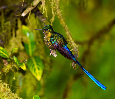 Long-tailed sylph - 3, La Planada Nature Reserve, Colombia Our 2nd day in La Planada Nature Reserve, which was our only full day in the reserve, was full of challenges. The morning hike brought an interesting set of birds, yet conditions were challenging. After lunch, extremely heavy, deafening rain set in and continued for pretty much the entire afternoon. 

We retreated to our private lodge. For hours on end, I did absolutely nothing at all, a rarity in my life. I just sat at the porch overseeing the bushes in front of it, whilst Henriette went inside to read a book. Its throughout this long sit at the porch that I noticed an interesting interval.

Hugo the Hummingbird, a male Long-tailed sylph, we had seen before around the lodges of the reserve. In this heavy never-ending rain I noticed it would attend a fruit tree directly in front of me, every 20 minutes or so. Not to feed, instead to dry and clean its feathers. It would pick the same dry branch of the tree every single time, and spend about a minute there. Most hummingbirds cannot stop feeding just because it rains, so they are stuck in this perpetual cycle of feeding and drying wings. 

So here's a few shots of Hugo, a 4K video, and an over-the-top drama glitter edit.

https://www.youtube.com/watch?v=DwKe5RWbs3U

https://www.jungledragon.com/image/76837/long-tailed_sylph_-_1_la_planada_nature_reserve_colombia.html
https://www.jungledragon.com/image/76839/long-tailed_sylph_-_2_la_planada_nature_reserve_colombia.html
https://www.jungledragon.com/image/76838/long-tailed_sylph_-_glitter_bonus_la_planada_nature_reserve_colombia.html Aglaiocercus kingii,Colombia,Colombia 2018,Colombia South,La Planada Nature Reserve,Long-tailed sylph,South America