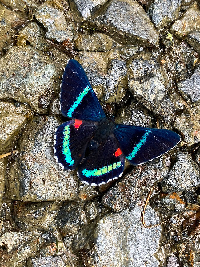 Bellona metalmark, La Planada Nature Reserve, Colombia On this very rainy day at La Planada Nature Reserve, we had trouble enough to protect the tele setup from drowning, so we did not bother with carrying around a second camera body with a macro setup. Instead, we just used our smartphone to pick up some butterflies along the way. There&#039;s several open paths in this reserve where you occasionally find some clusters of them. <br />
<br />
Although I&#039;m a bit of a gear freak, this approach works reasonably well. Butterflies are large enough to not really require a 1:1 magnification. In this case, the 2x lens on my smartphone also came in handy as I could do this from *some* distance to not disturb the butterfly. And finally, another advantage is that I don&#039;t have to worry about focus or depth of field, due to the tiny sensor, everything is in focus by default.  Bellona metalmark,Colombia,Colombia 2018,Colombia South,Fall,Geotagged,La Planada Nature Reserve,Necyria bellona,South America