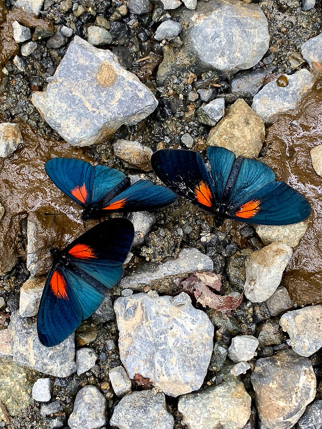 Lamplight Actinotes, La Planada Nature Reserve, Colombia A clusters of 3 found on a rocky path at La Planada Nature Reserve. Altinote ozomene,Colombia,Colombia 2018,Colombia South,La Planada Nature Reserve,Lamplight Actinote,South America