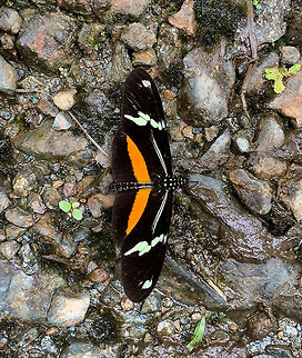 Montane longwing, La Planada Nature Reserve, Colombia  Clysonymus longwing,Colombia,Colombia 2018,Colombia South,Fall,Geotagged,Heliconius clysonymus,La Planada Nature Reserve,South America