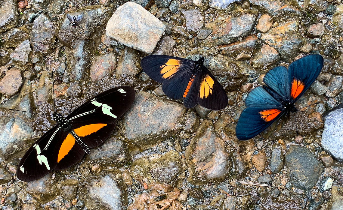 Orange-bodied Altinote, La Planada Nature Reserve, Colombia Three ducks in a row :) From left to right:<br />
- Montane longwing<br />
- Orange-bodied Altinote<br />
- Lamplight Actinote<br />
<br />
The main species of interest here is the middle one, the Orange-bodied Altinote. Unfortunately, I don't have a shot of it in isolation. Altinote alcione seems to be highly variable, there's many sub species in different colors, yet always the body itself is orange to pink. Altinote alcione,Colombia,Colombia 2018,Colombia South,Fall,Geotagged,La Planada Nature Reserve,Orange-bodied Altinote,South America