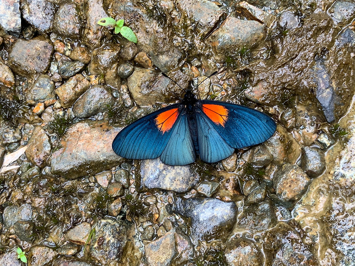 Lamplight Actinote - feeding, La Planada Nature Reserve, Colombia  Altinote ozomene,Colombia,Colombia 2018,Colombia South,Fall,Geotagged,La Planada Nature Reserve,Lamplight Actinote,South America