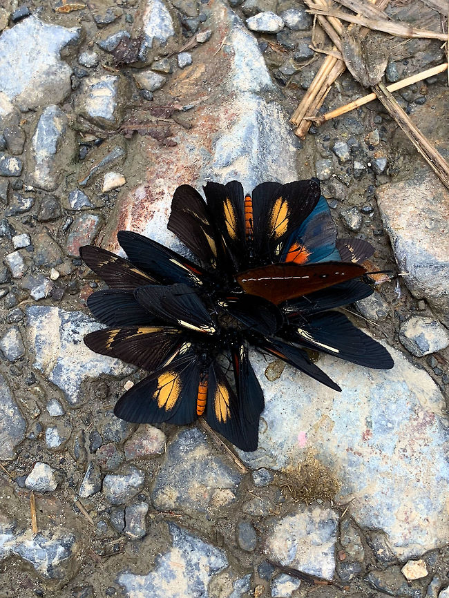 Tropical butterflies feeding frenzy, La Planada Nature Reserve, Colombia Species:<br />
- Multiple Altinote alcione (orange body)<br />
- At least two Montane longwings (Heliconius clysonymus)<br />
- At least one Lamplight Actinote (Altinote ozomene)<br />
- At least one unknown brown-winged butterfly<br />
<figure class="photo"><a href="https://www.jungledragon.com/image/76878/tropical_butterflies_feeding_frenzy_-_side_view_la_planada_nature_reserve_colombia.html" title="Tropical butterflies feeding frenzy - side view, La Planada Nature Reserve, Colombia"><img src="https://s3.amazonaws.com/media.jungledragon.com/images/2/76878_thumb.jpg?AWSAccessKeyId=05GMT0V3GWVNE7GGM1R2&Expires=1759968010&Signature=5LzFXl0d%2B2MQGYscr1g5s2ED6NA%3D" width="200" height="108" alt="Tropical butterflies feeding frenzy - side view, La Planada Nature Reserve, Colombia Species:<br />
- Multiple Altinote alcione (orange body)<br />
- At least two Montane longwings (Heliconius clysonymus)<br />
- At least one Lamplight Actinote (Altinote ozomene)<br />
- At least one unknown brown-winged butterfly<br />
https://www.jungledragon.com/image/76877/tropical_butterflies_feeding_frenzy_la_planada_nature_reserve_colombia.html Colombia,Colombia 2018,Colombia South,La Planada Nature Reserve,South America" /></a></figure> Colombia,Colombia 2018,Colombia South,La Planada Nature Reserve,South America