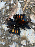 Tropical butterflies feeding frenzy, La Planada Nature Reserve, Colombia Species:<br />
- Multiple Altinote alcione (orange body)<br />
- At least two Montane longwings (Heliconius clysonymus)<br />
- At least one Lamplight Actinote (Altinote ozomene)<br />
- At least one unknown brown-winged butterfly<br />
https://www.jungledragon.com/image/76878/tropical_butterflies_feeding_frenzy_-_side_view_la_planada_nature_reserve_colombia.html Colombia,Colombia 2018,Colombia South,La Planada Nature Reserve,South America