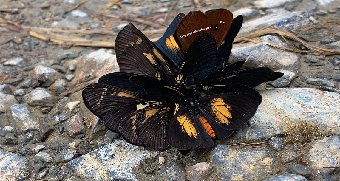 Tropical butterflies feeding frenzy - side view, La Planada Nature Reserve, Colombia Species:<br />
- Multiple Altinote alcione (orange body)<br />
- At least two Montane longwings (Heliconius clysonymus)<br />
- At least one Lamplight Actinote (Altinote ozomene)<br />
- At least one unknown brown-winged butterfly<br />
<figure class="photo"><a href="https://www.jungledragon.com/image/76877/tropical_butterflies_feeding_frenzy_la_planada_nature_reserve_colombia.html" title="Tropical butterflies feeding frenzy, La Planada Nature Reserve, Colombia"><img src="https://s3.amazonaws.com/media.jungledragon.com/images/2/76877_thumb.jpg?AWSAccessKeyId=05GMT0V3GWVNE7GGM1R2&Expires=1770854410&Signature=yAgvus2%2BlZB%2FQhKMpciDfJwuSTI%3D" width="114" height="152" alt="Tropical butterflies feeding frenzy, La Planada Nature Reserve, Colombia Species:<br />
- Multiple Altinote alcione (orange body)<br />
- At least two Montane longwings (Heliconius clysonymus)<br />
- At least one Lamplight Actinote (Altinote ozomene)<br />
- At least one unknown brown-winged butterfly<br />
https://www.jungledragon.com/image/76878/tropical_butterflies_feeding_frenzy_-_side_view_la_planada_nature_reserve_colombia.html Colombia,Colombia 2018,Colombia South,La Planada Nature Reserve,South America" /></a></figure> Colombia,Colombia 2018,Colombia South,La Planada Nature Reserve,South America