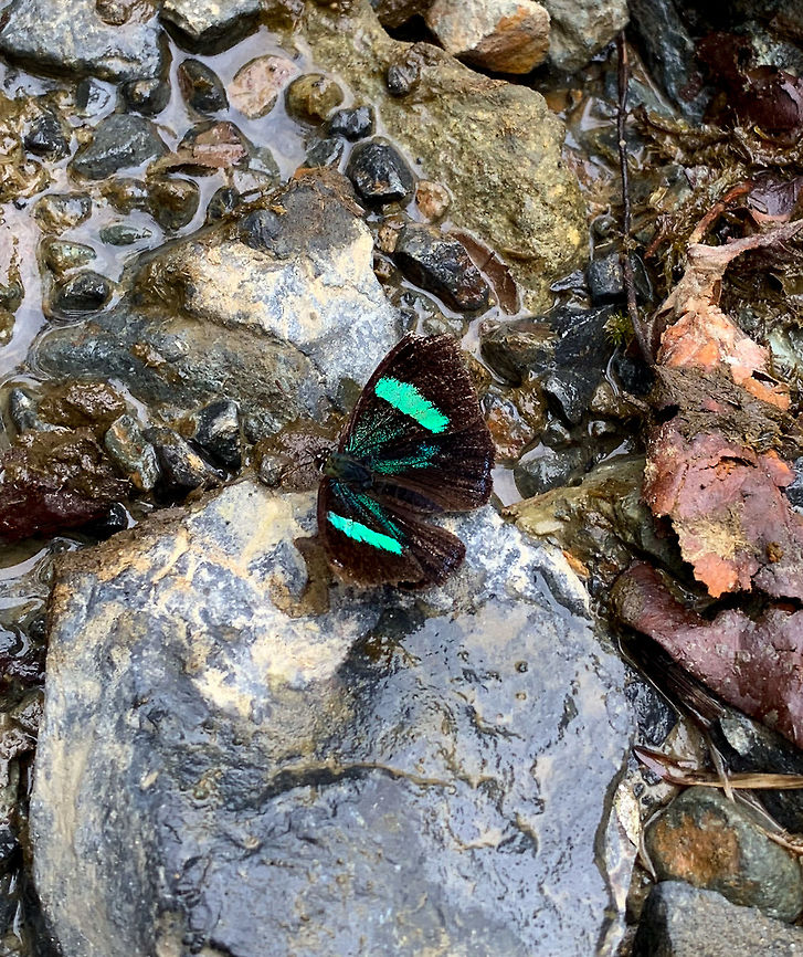Mesotaenia vaninka, La Planada Nature Reserve, Colombia I only have a single crappy shot of this one. About 90% sure of the species. General appearance matches, distribution matches, the only doubt is in the underwings, which has a faded pattern whilst reference photos show a clear blue/teal pattern there.  Colombia,Colombia 2018,Colombia South,La Planada Nature Reserve,Mesotaenia vaninka,South America,Vaninka