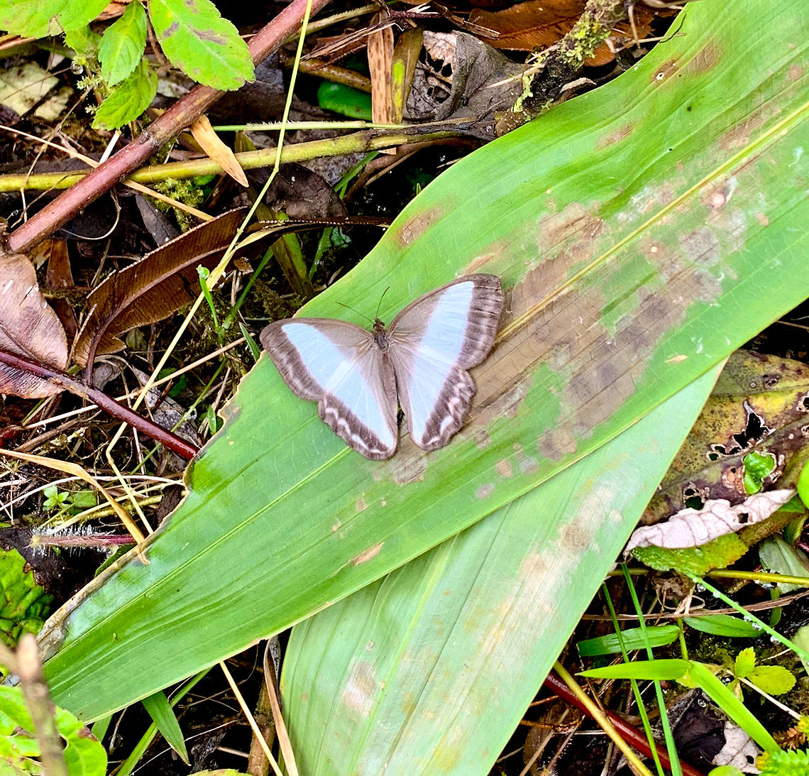 Common Oressinoma, La Planada Nature Reserve, Colombia  Colombia,Colombia 2018,Colombia South,Common Oressinoma,La Planada Nature Reserve,Oressinoma typhla,South America