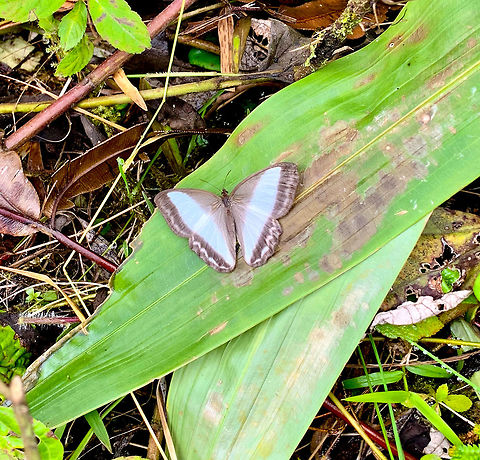 Common Oressinoma, La Planada Nature Reserve, Colombia  Colombia,Colombia 2018,Colombia South,Common Oressinoma,La Planada Nature Reserve,Oressinoma typhla,South America