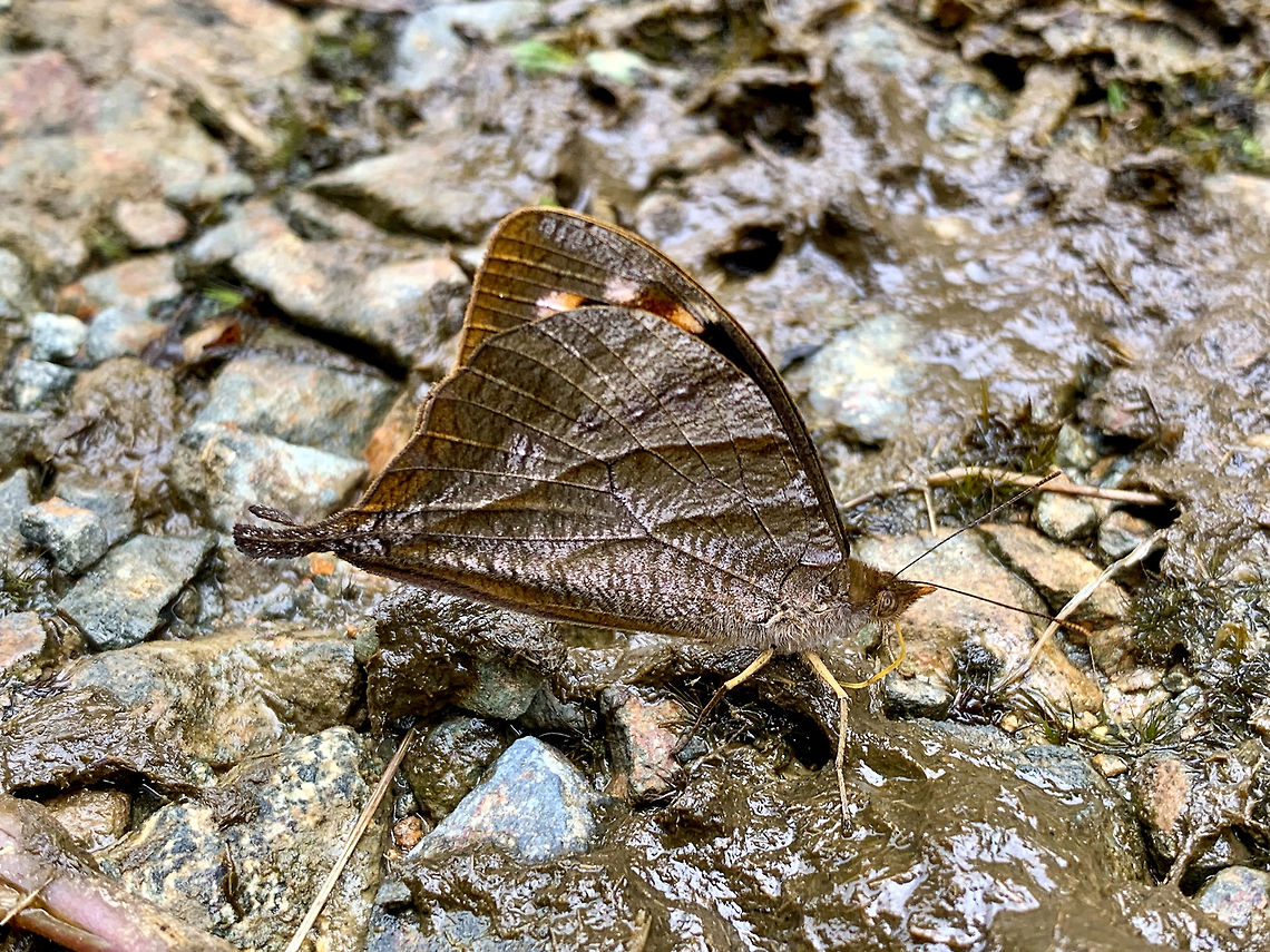 Enyo Falcon, La Planada Nature Reserve, Colombia  Colombia,Colombia 2018,Colombia South,Corades enyo,Fall,Geotagged,La Planada Nature Reserve,South America