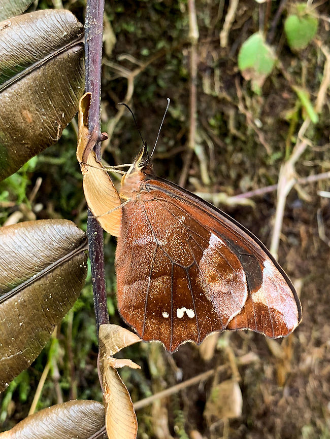 Mygona prochyta, La Planada Nature Reserve, Colombia  Colombia,Colombia 2018,Colombia South,Fall,Geotagged,La Planada Nature Reserve,Mygona prochyta,South America