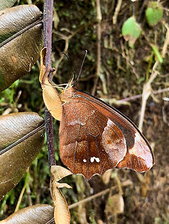Mygona prochyta, La Planada Nature Reserve, Colombia  Colombia,Colombia 2018,Colombia South,Fall,Geotagged,La Planada Nature Reserve,Mygona prochyta,South America