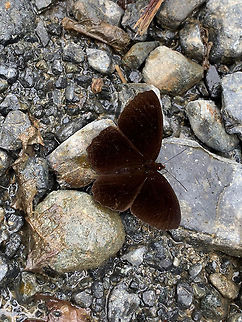 Brown Metalmark, La Planada Nature Reserve, Colombia My gut feeling is that this is a metalmark, but I could be wrong, as I'm not finding anything matching yet. Most dull metalmarks still have some visible pattern, this one seems to have none. Colombia,Colombia 2018,Colombia South,Fall,Geotagged,La Planada Nature Reserve,South America