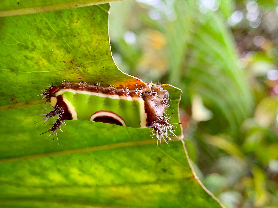 Saddleback Caterpillar, La Planada Nature Reserve, Colombia As per usual, photographing it fully from the wrong end. The head is on the left :) Acharia stimulea,Colombia,Colombia 2018,Colombia South,La Planada Nature Reserve,Saddleback Caterpillar,South America