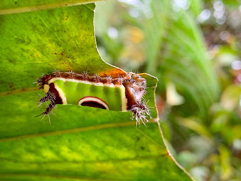 Saddleback Caterpillar, La Planada Nature Reserve, Colombia As per usual, photographing it fully from the wrong end. The head is on the left :) Acharia stimulea,Colombia,Colombia 2018,Colombia South,La Planada Nature Reserve,Saddleback Caterpillar,South America
