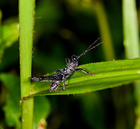 Small black grasshopper, La Planada Nature Reserve, Colombia  Colombia,Colombia 2018,Colombia South,Fall,Geotagged,La Planada Nature Reserve,South America