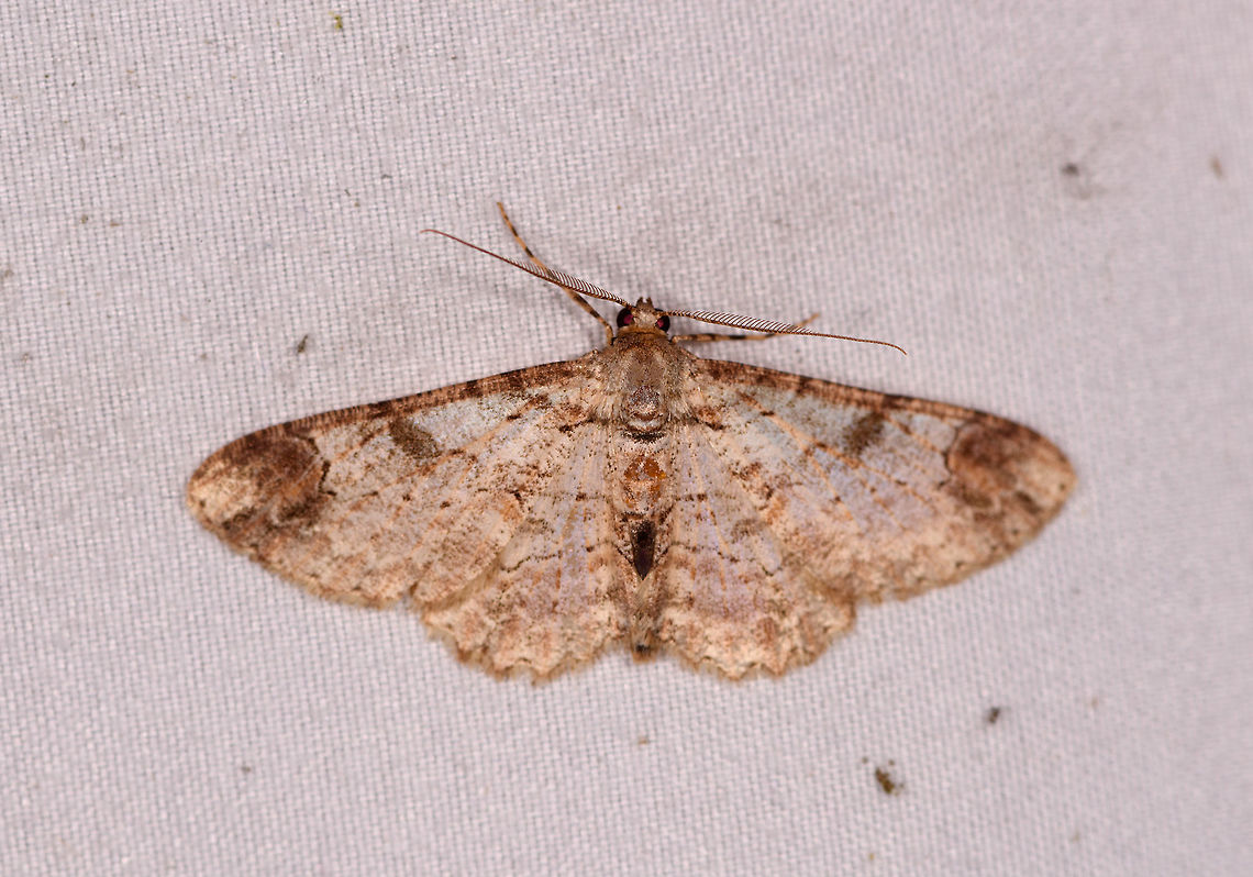 Light brown cryptic moth, La Planada Nature Reserve, Colombia Opening our 2nd mothing night in La Planada Nature Reserve, which is the 4th out of 5 nights total doing mothing in our 2018 Colombia trip. Since daytime was largely ruined by non-stop heavy rain, we were eager to compensate with some more mothing. <br />
<br />
Rain continued into the night, so we moved the setup to a small wooden building with an overarching roof providing more shelter. The previous night we would either be too close to the cloth, or too far and getting very wet. Now we had more comfort. We also had a longer session leading to more photos, yet there&#039;s plenty of species already photographed so I will only share duplicates if the photo is better or interesting. <br />
<br />
Just like the night before, the amount of moths was overwhelming. Clogging up everything, the cloth, our bodies, the surrounding grass and vegetation, our camera gear, everything.<br />
<br />
I collect the results of all moth nights part of this trip in this list:<br />
<ul class="collections-simple"><li><a href="https://www.jungledragon.com/list/525" title="view as slideshow" class="button slideshow"><em class="fa fa-bookmark"></em>Moths of Colombia - 2018</a></li></ul><br />
 Colombia,Colombia 2018,Colombia South,Fall,Geotagged,La Planada Nature Reserve,South America