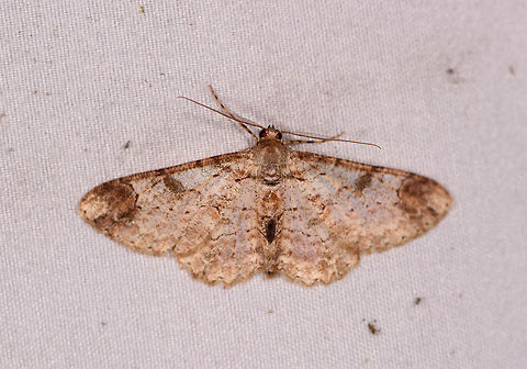 Light brown cryptic moth, La Planada Nature Reserve, Colombia Opening our 2nd mothing night in La Planada Nature Reserve, which is the 4th out of 5 nights total doing mothing in our 2018 Colombia trip. Since daytime was largely ruined by non-stop heavy rain, we were eager to compensate with some more mothing. 

Rain continued into the night, so we moved the setup to a small wooden building with an overarching roof providing more shelter. The previous night we would either be too close to the cloth, or too far and getting very wet. Now we had more comfort. We also had a longer session leading to more photos, yet there's plenty of species already photographed so I will only share duplicates if the photo is better or interesting. 

Just like the night before, the amount of moths was overwhelming. Clogging up everything, the cloth, our bodies, the surrounding grass and vegetation, our camera gear, everything.

I collect the results of all moth nights part of this trip in this list:
https://www.jungledragon.com/list/525/moths_of_colombia_-_2018.html
 Colombia,Colombia 2018,Colombia South,Fall,Geotagged,La Planada Nature Reserve,South America