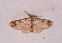Light brown cryptic moth, La Planada Nature Reserve, Colombia Opening our 2nd mothing night in La Planada Nature Reserve, which is the 4th out of 5 nights total doing mothing in our 2018 Colombia trip. Since daytime was largely ruined by non-stop heavy rain, we were eager to compensate with some more mothing. <br />
<br />
Rain continued into the night, so we moved the setup to a small wooden building with an overarching roof providing more shelter. The previous night we would either be too close to the cloth, or too far and getting very wet. Now we had more comfort. We also had a longer session leading to more photos, yet there's plenty of species already photographed so I will only share duplicates if the photo is better or interesting. <br />
<br />
Just like the night before, the amount of moths was overwhelming. Clogging up everything, the cloth, our bodies, the surrounding grass and vegetation, our camera gear, everything.<br />
<br />
I collect the results of all moth nights part of this trip in this list:<br />
https://www.jungledragon.com/list/525/moths_of_colombia_-_2018.html<br />
 Colombia,Colombia 2018,Colombia South,Fall,Geotagged,La Planada Nature Reserve,South America