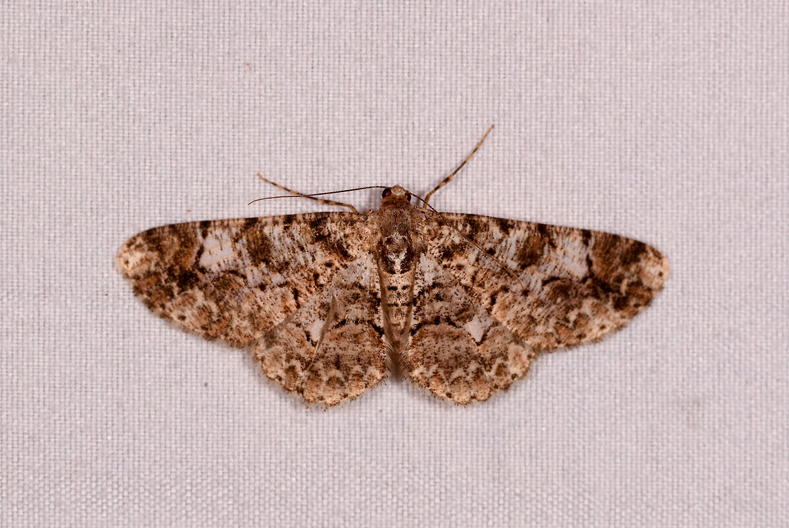 Iridopsis cinerascens - 2, La Planada Nature Reserve, Colombia  Colombia,Colombia 2018,Colombia South,Fall,Geotagged,Iridopsis cinerascens,La Planada Nature Reserve,South America
