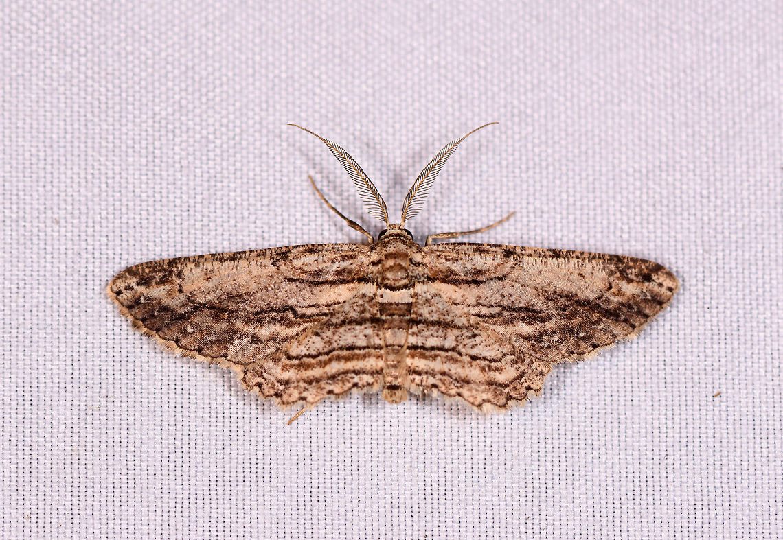 Iridopsis sp., La Planada Nature Reserve, Colombia Looks to be the same species as the one below, but a better photo:<br />
<figure class="photo"><a href="https://www.jungledragon.com/image/76652/iridopsis_sp._la_planada_nature_reserve_colombia.html" title="Iridopsis sp., La Planada Nature Reserve, Colombia"><img src="https://s3.amazonaws.com/media.jungledragon.com/images/2/76652_thumb.jpg?AWSAccessKeyId=05GMT0V3GWVNE7GGM1R2&Expires=1769040010&Signature=LRU0vQDUysTp4bTaZje9vxYs9Rw%3D" width="200" height="134" alt="Iridopsis sp., La Planada Nature Reserve, Colombia  Colombia,Colombia 2018,Colombia South,La Planada Nature Reserve,South America" /></a></figure> Colombia,Colombia 2018,Colombia South,Fall,Geotagged,La Planada Nature Reserve,South America