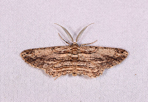 Iridopsis sp., La Planada Nature Reserve, Colombia Looks to be the same species as the one below, but a better photo:
https://www.jungledragon.com/image/76652/moth_188_la_planada_nature_reserve_colombia.html Colombia,Colombia 2018,Colombia South,Fall,Geotagged,La Planada Nature Reserve,South America