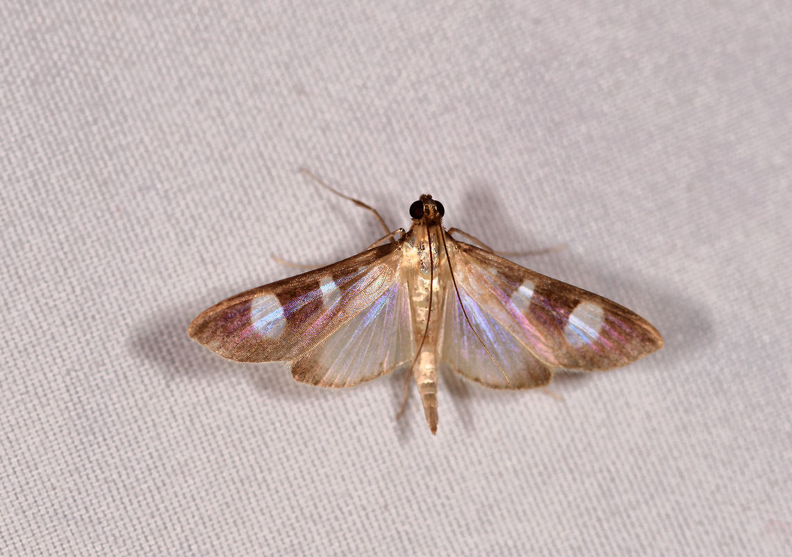 Cambrid snout moth, La Planada Nature Reserve, Colombia  Colombia,Colombia 2018,Colombia South,Fall,Geotagged,La Planada Nature Reserve,South America
