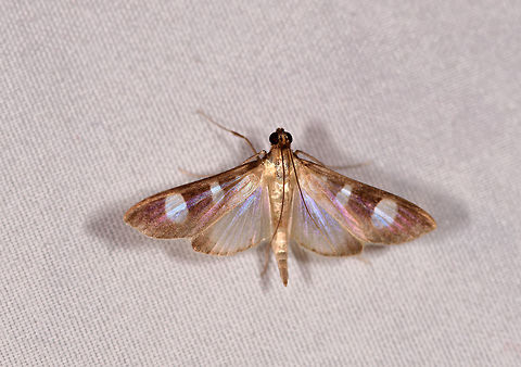 Cambrid snout moth, La Planada Nature Reserve, Colombia  Colombia,Colombia 2018,Colombia South,Fall,Geotagged,La Planada Nature Reserve,South America
