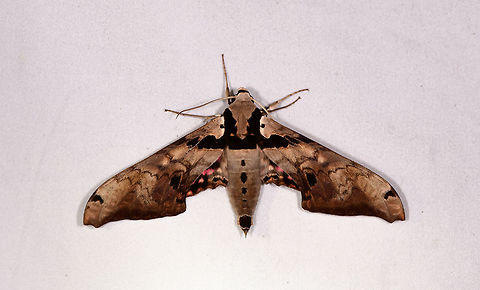 Adhemarius gannascus, La Planada Nature Reserve, Colombia Same species as the night before, but this time we were lucky that it was behaving well for a much better photo. 
https://www.jungledragon.com/image/76572/moth_161_la_planada_nature_reserve_colombia.html Adhemarius gannascus,Colombia,Colombia 2018,Colombia South,Fall,Geotagged,La Planada Nature Reserve,South America