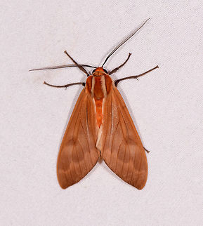 Amastus coccinator, La Planada Nature Reserve, Colombia Same as the night before, but a better crop and positioning:
https://www.jungledragon.com/image/76601/moth_169_la_planada_nature_reserve_colombia.html Amastus coccinator,Colombia,Colombia 2018,Colombia South,Fall,Geotagged,La Planada Nature Reserve,South America