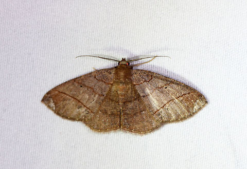 Perissopteryx delusa, La Planada Nature Reserve, Colombia This is a good-luck moth. As in, good luck ever identifying it. Colombia,Colombia 2018,Colombia South,Fall,Geotagged,La Planada Nature Reserve,Perissopteryx delusa,South America