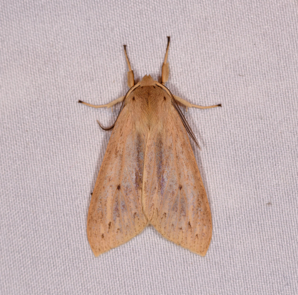 Pale tiger moth?, La Planada Nature Reserve, Colombia It looks highly similar to this observation the night before:<br />
<figure class="photo"><a href="https://www.jungledragon.com/image/76573/sabulodes_colombiata_la_planada_nature_reserve_colombia.html" title="Sabulodes colombiata, La Planada Nature Reserve, Colombia"><img src="https://s3.amazonaws.com/media.jungledragon.com/images/2/76573_thumb.jpg?AWSAccessKeyId=05GMT0V3GWVNE7GGM1R2&Expires=1769040010&Signature=YeXQTY8PvI6dW5oFUNe%2Bh7Rarao%3D" width="200" height="136" alt="Sabulodes colombiata, La Planada Nature Reserve, Colombia  Colombia,Colombia 2018,Colombia South,Fall,Geotagged,La Planada Nature Reserve,Sabulodes colombiata,South America" /></a></figure><br />
...however, I&#039;m thrown of by the black marks near the shoulder level.  Colombia,Colombia 2018,Colombia South,La Planada Nature Reserve,South America