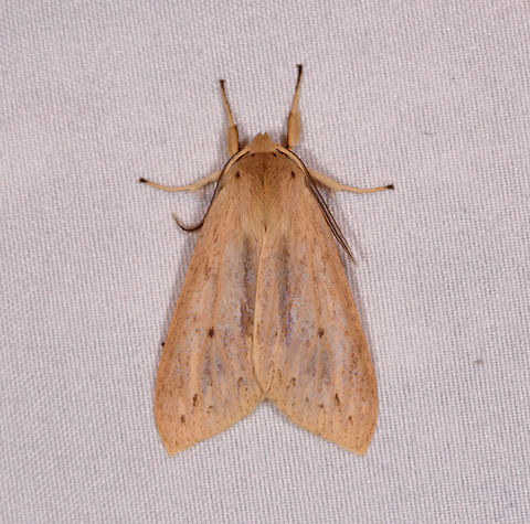 Pale tiger moth?, La Planada Nature Reserve, Colombia It looks highly similar to this observation the night before:
https://www.jungledragon.com/image/76573/moth_162_la_planada_nature_reserve_colombia.html
...however, I'm thrown of by the black marks near the shoulder level.  Colombia,Colombia 2018,Colombia South,La Planada Nature Reserve,South America