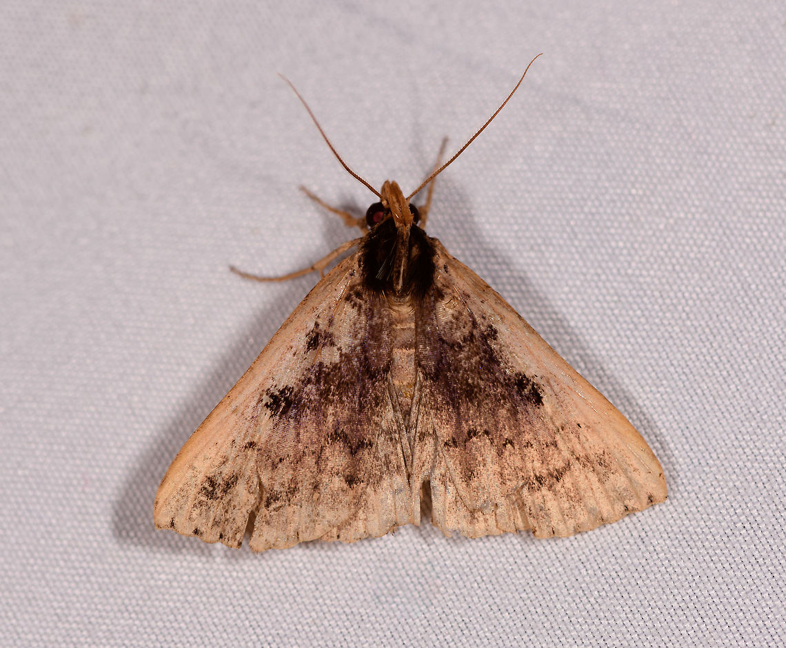 Dirty moth, La Planada Nature Reserve, Colombia This moth is mimicking a dirty rug. Colombia,Colombia 2018,Colombia South,Fall,Geotagged,La Planada Nature Reserve,South America