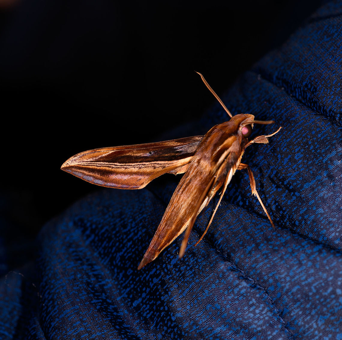 Xylophanes pyrrhus, La Planada Nature Reserve, Colombia Found on Henriette&#039;s coat :) Colombia,Colombia 2018,Colombia South,Fall,Geotagged,La Planada Nature Reserve,South America,Xylophanes pyrrhus