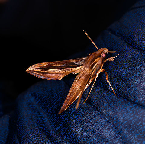 Xylophanes pyrrhus, La Planada Nature Reserve, Colombia Found on Henriette's coat :) Colombia,Colombia 2018,Colombia South,Fall,Geotagged,La Planada Nature Reserve,South America,Xylophanes pyrrhus
