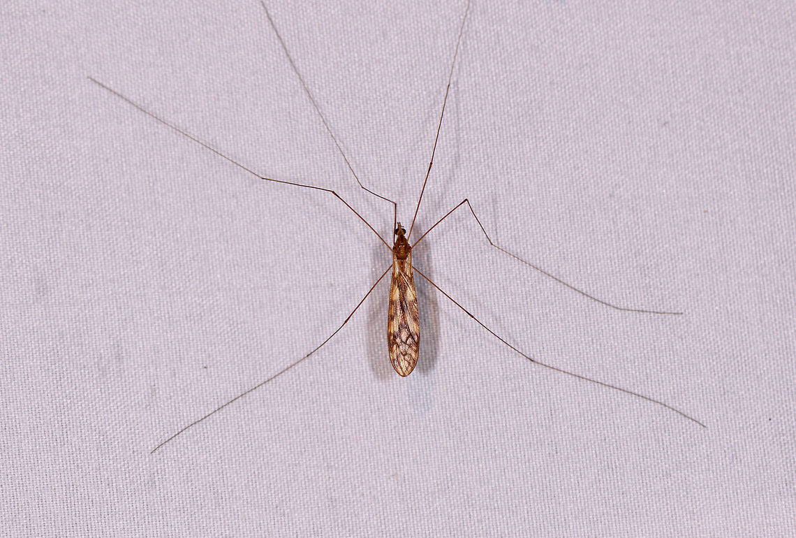 Very long-legged crane fly, La Planada Nature Reserve, Colombia  Colombia,Colombia 2018,Colombia South,Fall,Geotagged,La Planada Nature Reserve,South America